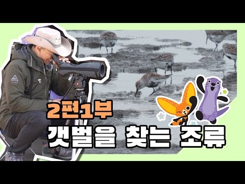 [국립생태원] 생태교육 2편_갯벌을 찾는 조류_공개합니다!