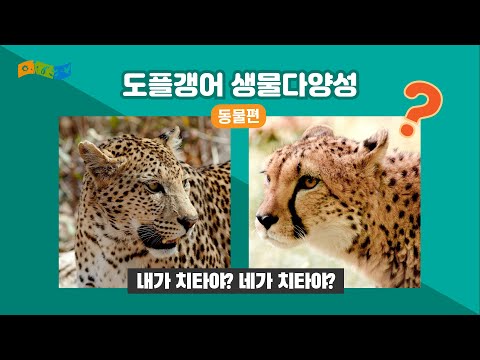 [교육] 도플갱어 생물다양성 동물편