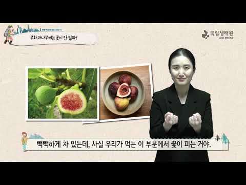 [국립생태원]03 덜 익은 무화과가 다 익은 무화과와 맞닿으면 익기 시작한다