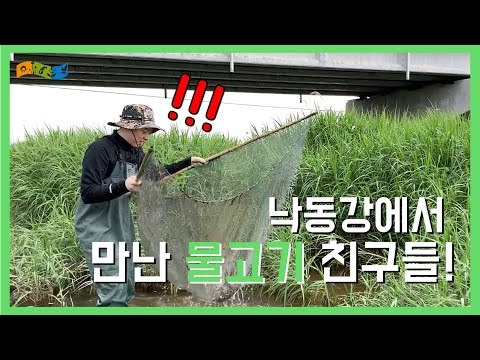 [교육] 낙동강에서 만난 물고기 친구들! - 낙동강 어류채집