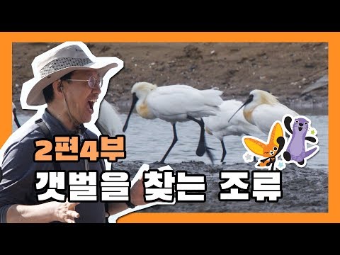 [국립생태원]생태교육 2편 4부_갯벌을 찾는 조류