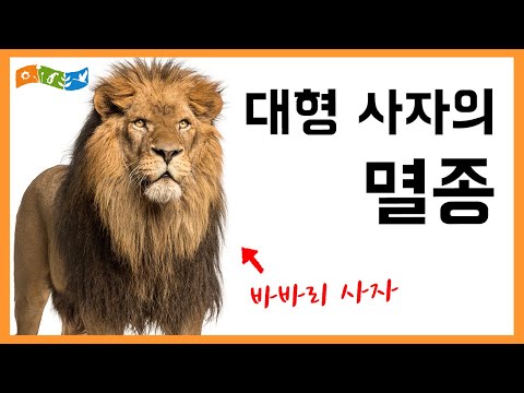 [교육] 바바리 사자의 멸종 - 멸종을 막아야하는 이유