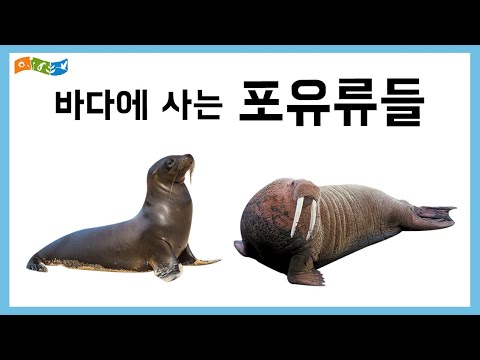 [교육]바다로 간 코끼리