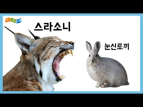 [교육] 너와 나의 연결고리(먹이그물과 먹이사슬)