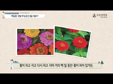 [국립생태원]02 슬픈 그리움의 꽃 백일홍