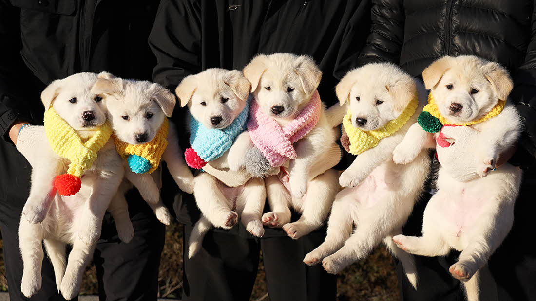 Cheong Wa Dae on Dec. 25 posts a photo of six puppies on its Facebook account as part of its Christmas greeting. The puppies are the offspring of Gomi, one of two Pungsan breed dogs received as gifts by President Moon Jae-in from North Korean leader Kim Jong Un. (Cheong Wa Dae)