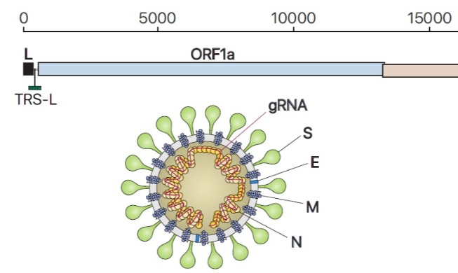 crop_[그림2] 사스코로나바이러스-2의 유전체RNA 및 하위유전체RNA 구성, 바이러스 입자 구조의 모식도.jpg
