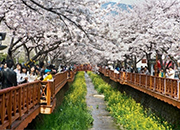 Jinhae.jpg