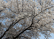 Cherry Blossoms.jpg