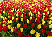 TaeanTulipFestival.jpg