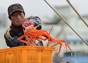 20170222 Uljin Crab.jpg