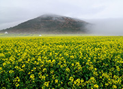 20170330 Jeju Canola.jpg