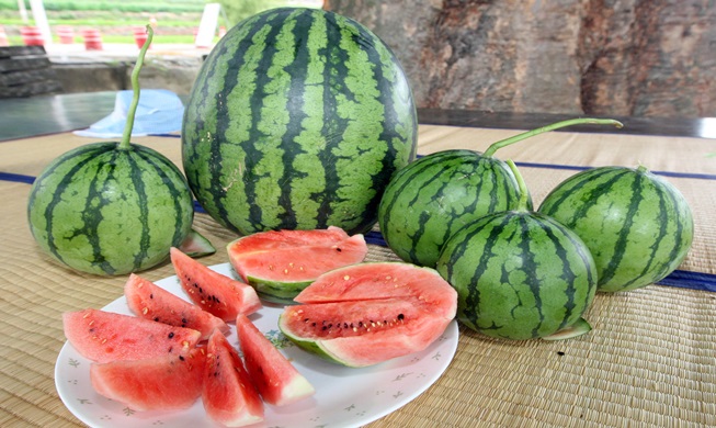 watermelon_main.jpg