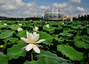 20170807 lotus festival.JPG