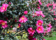 hueree camellia.jpg