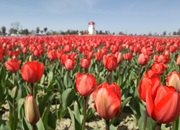 20180403_shinan_tulip.jpg