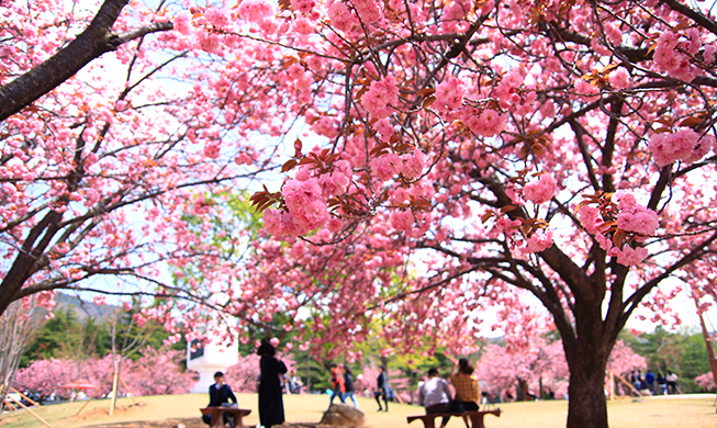 180420_cherry blossom 1_main.jpg