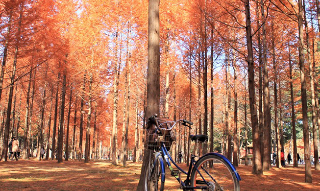 181123_Nami Island_main.jpg