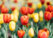 190313_tulip_180.jpg