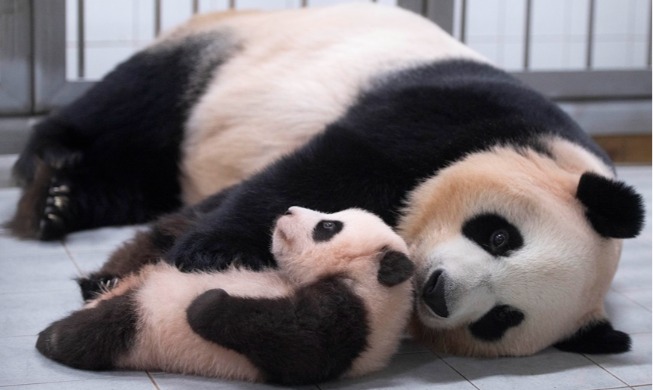 crop_20201105_panda.jpg