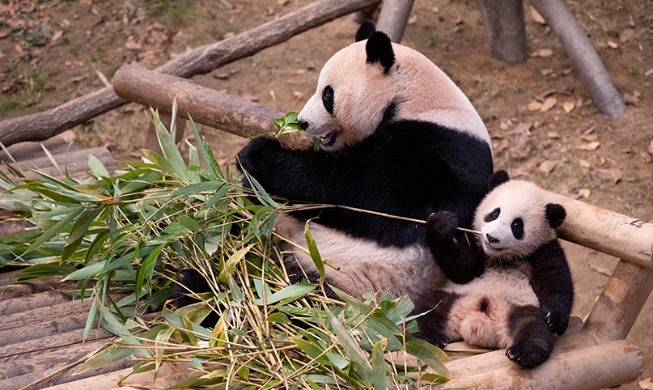 crop_panda_210126_article_02.jpg