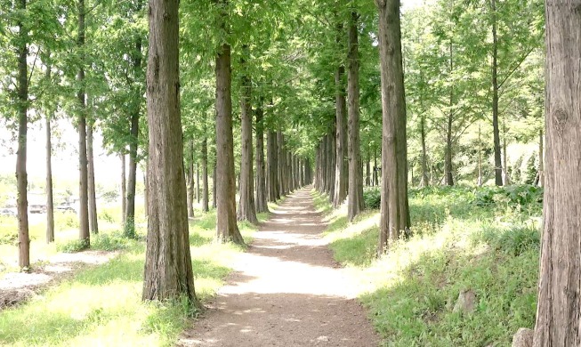 crop_Haneul Park Metasequoia Road.JPG