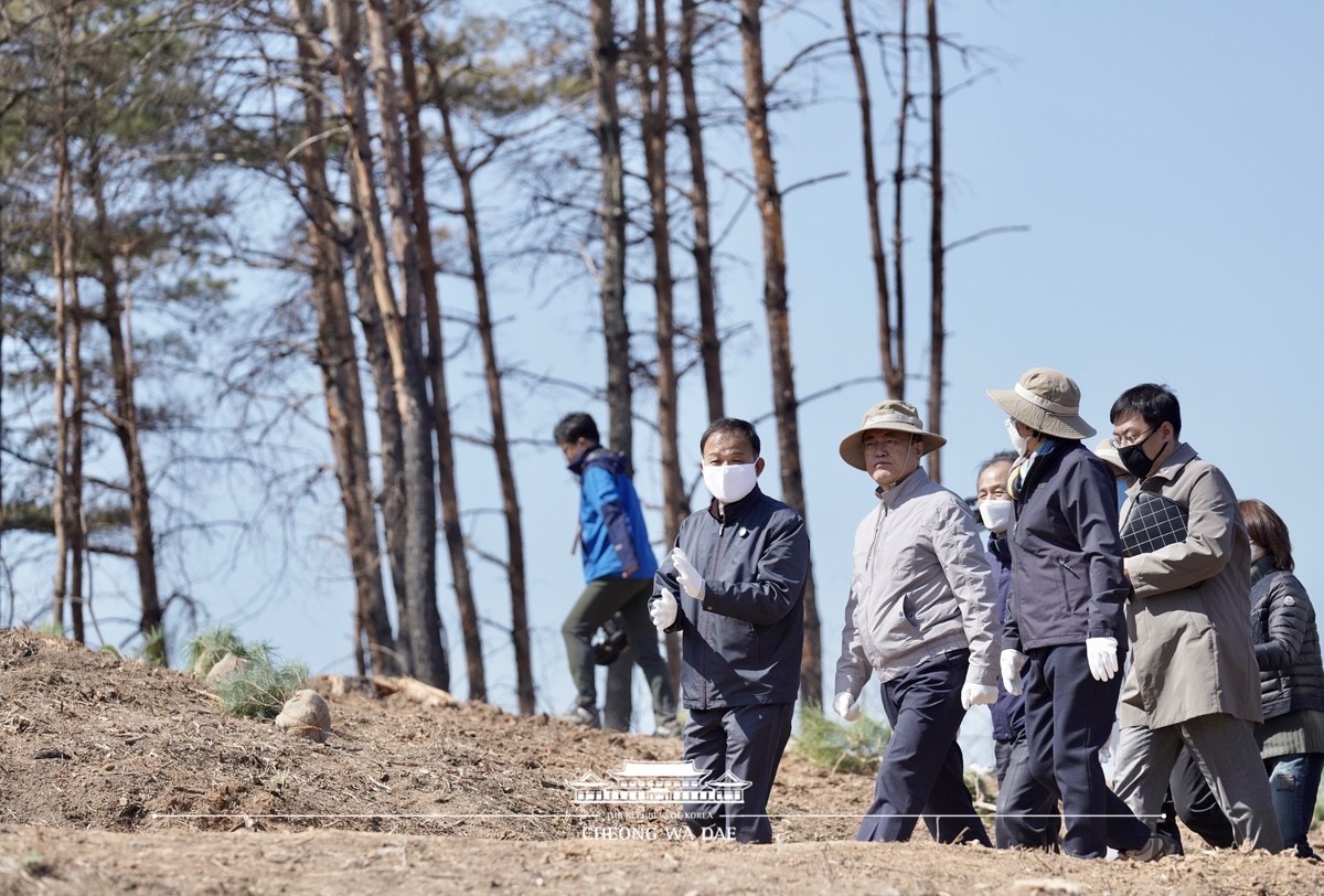 강원도 재조림지 식목