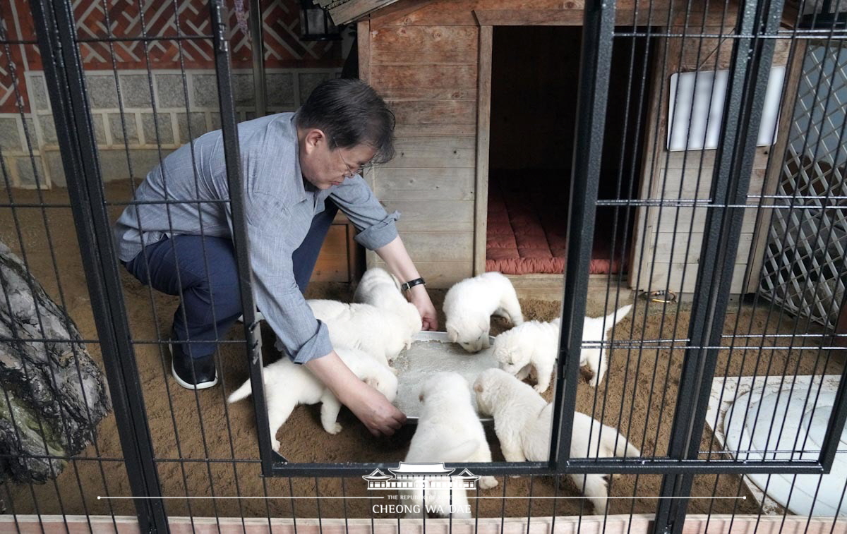 풍산개 새끼 공개 관련 사진