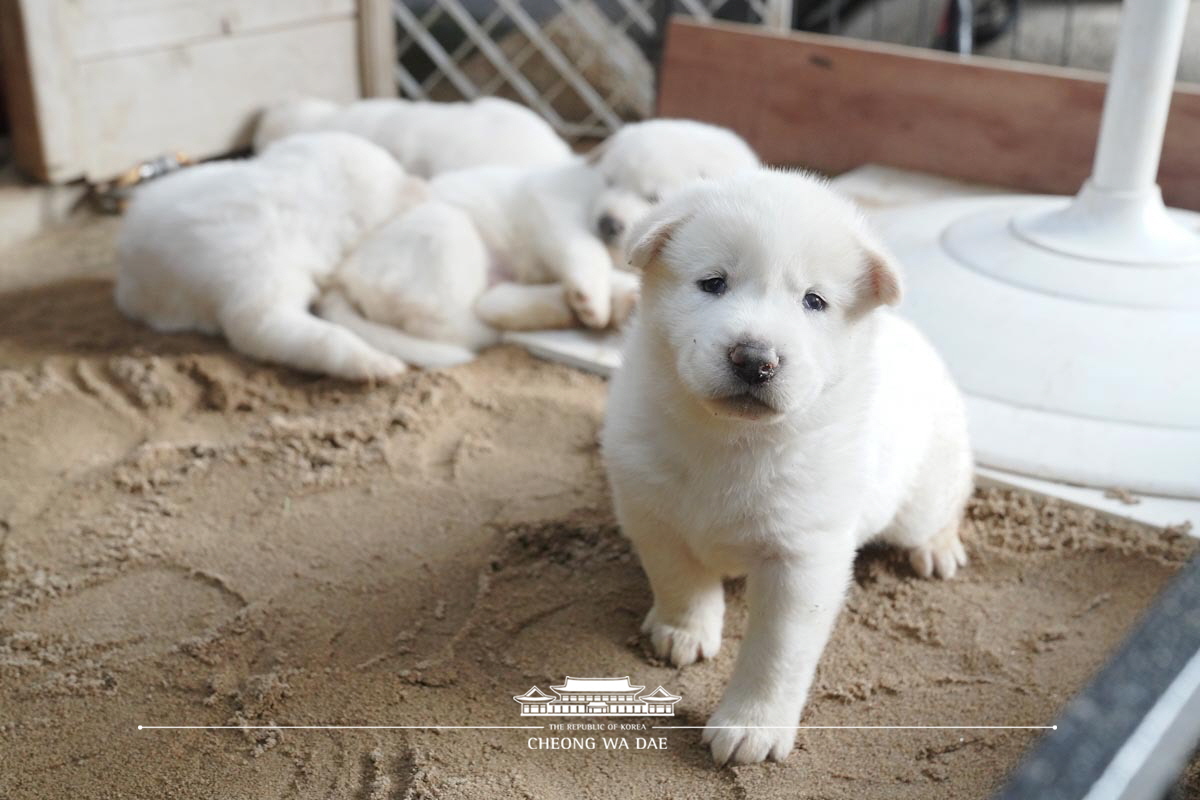 풍산개 새끼 공개 관련 사진