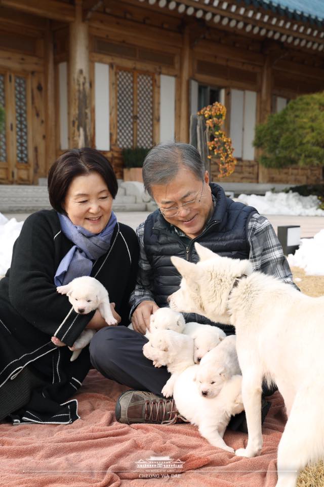 북에서 온 풍산개 '곰이'의 새끼들