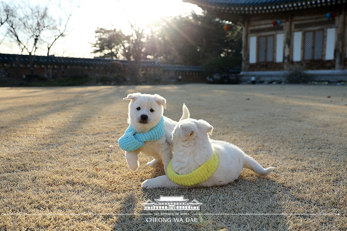 강아지들 사진