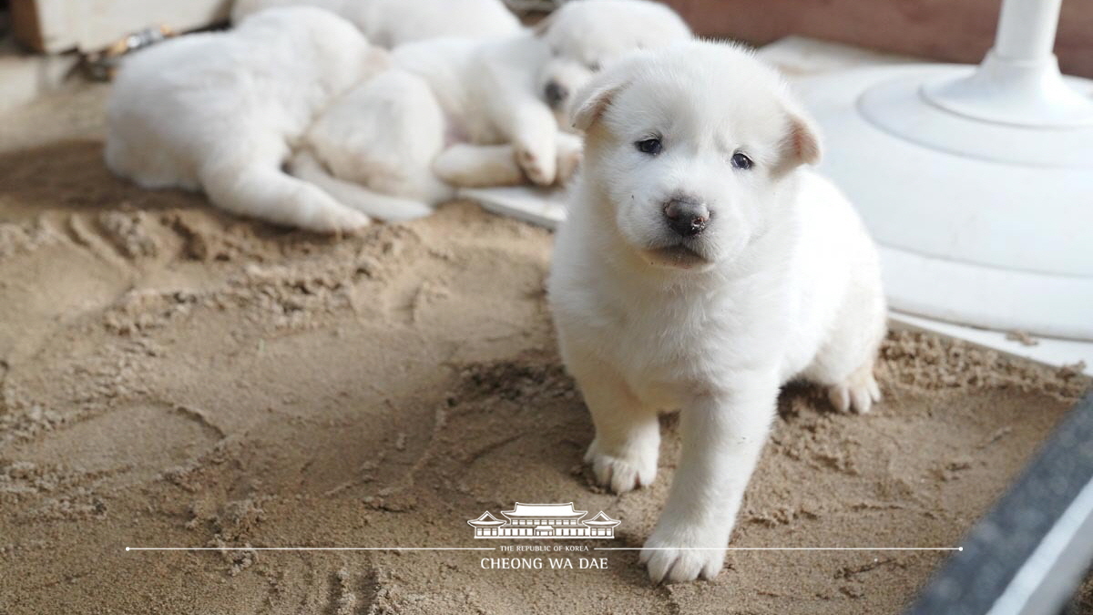 풍산개 새끼 공개 관련 사진