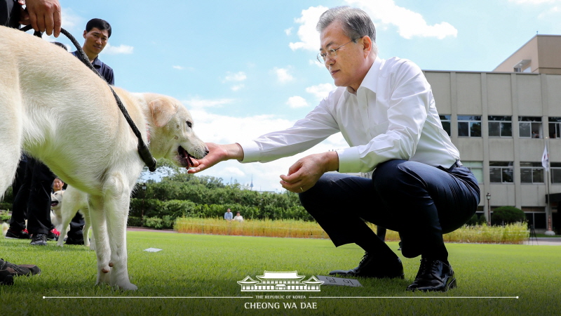 풍산개 곰이의 강아지 6마리가 전국으로 갑니다