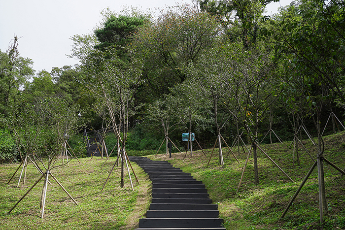 북측면 신규탐방로에 식재한 북악산 자생 산벚나무