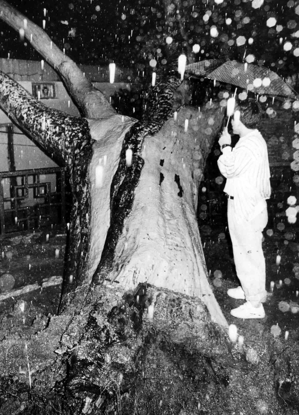 1990년 큰비와 강풍으로 쓰러진 백송. 1990년 큰비와 강풍으로 쓰러진 백송.