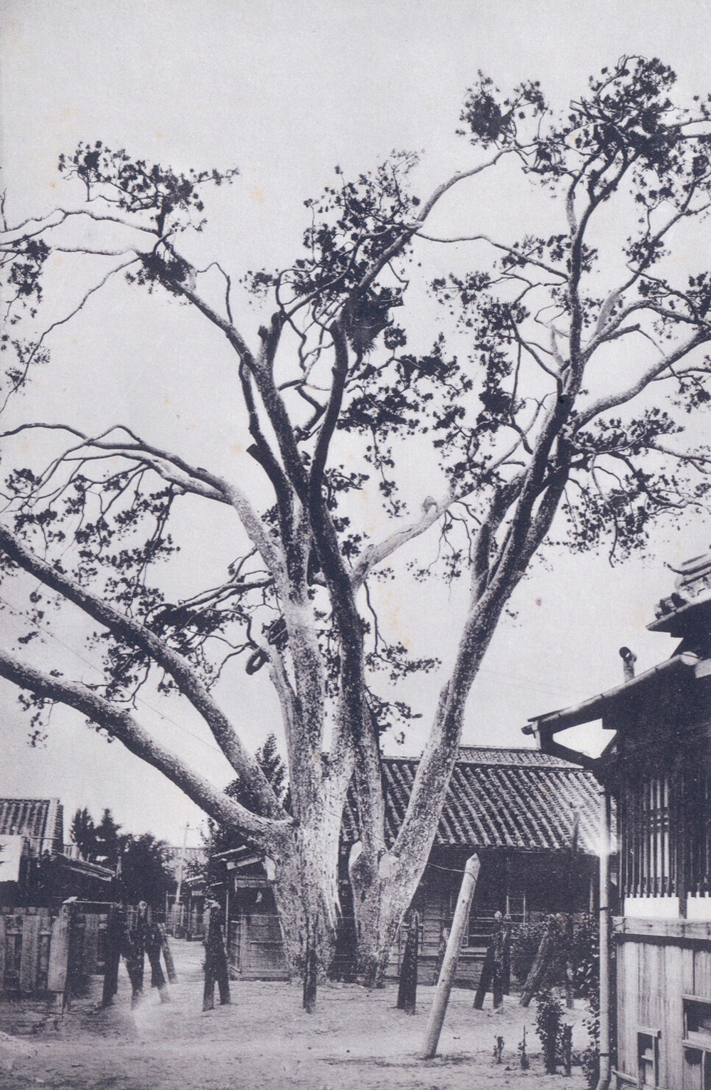 서울 종로구 통의동 백송은 영조의 사저인 창의궁 안에 있던 나무였다. 1926년 창의궁이 일제의 동양척식주식회사 사택으로 바뀐 뒤 백송. 서울 종로구 통의동 백송은 영조의 사저인 창의궁 안에 있던 나무였다. 1926년 창의궁이 일제의 동양척식주식회사 사택으로 바뀐 뒤 백송.